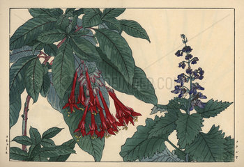 Fuchsia boliviana and Coleus flower  Plectranthus fruticosus
