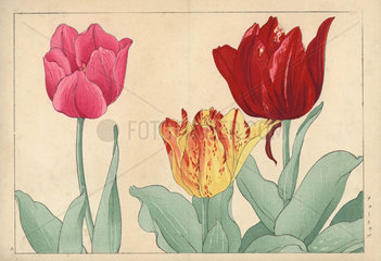 Tulips  Tulipa gesneriana varieties
