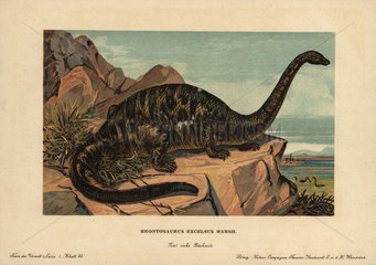 Apatosaurus excelsus  extinct genus of sauropod dinosaur also known as brontosaurus that lived during the Jurassic.