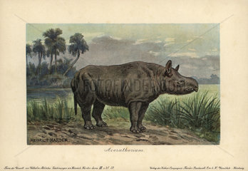 Aceratherium  an extinct genus of rhinoceros of the tribe Aceratheriini from the Oligocene to Pliocene epoch.