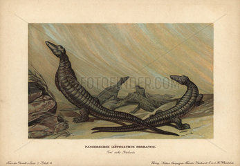 Aetosaurus  Panserechse  Aetosaurus ferratus  extinct genus of archosaur reptile.