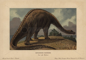 Diplodocus carnegii  extinct genus of diplodocid sauropod dinosaur from the Jurassic.