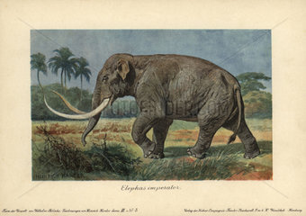 Elephas imperator