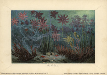 Sea lilies  crinoids.