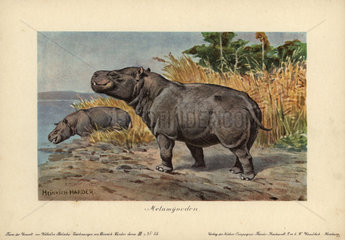 Metamynodon  extinct genus of amynodont perissodactyls that lived from the Eocene to the early Miocene epoch.