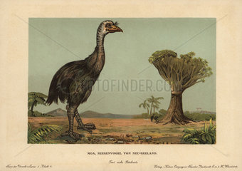 Moa  extinct giant bird of New Zealand
