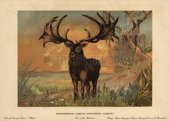 Irish Elk  Megaloceros giganteus  extinct species of giant deer from the Late Pleistocene.