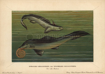 Helicoprion with tooth whorl and Xenacanthus