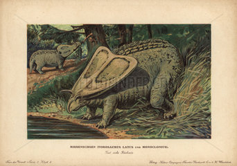 Torosaurus latus and Monoclonius  extinct ceratopsid dinosaurs from the late Cretaceous.