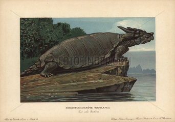 Meiolania  extinct genus of cryptodire turtle from the Oligocene to Holocene.