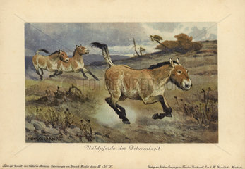 Wild horses of the Diluvial era  extinct genus of Equus ferus.