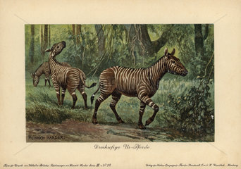 Hypohippus  extinct genus of three-toed horse  Dreihufige Ur-Pferde.