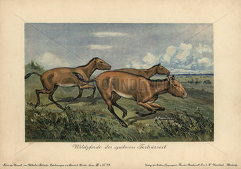 Wild horses of the later Tertiary era  extinct genus of the horse Equus ferus.