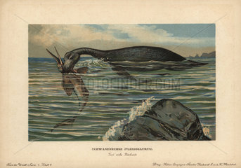 Plesiosaurus attacking a fish