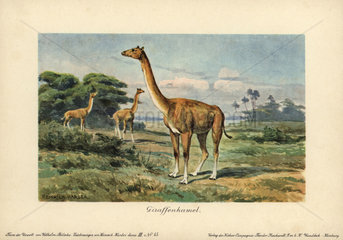 Aepycamelus  an extinct genus of camelid which lived during the Miocene epoch.