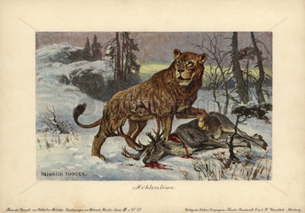 European cave lion  Panthera leo spenaea  extinct subspecies of lion.