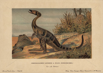 Compsognathus longipes  an extinct genus of small  bipedal  carnivorous theropod dinosaur from the Jurassic.