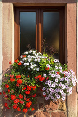 Weissenburg  Frankreich  Fenster mit Geranien