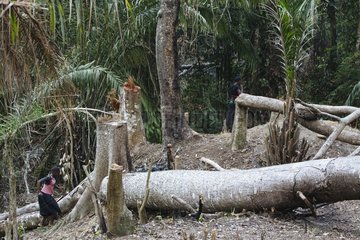 Abholzung von Regenwald und Brandrodung