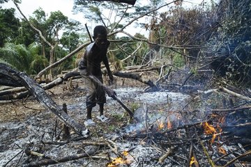Abholzung von Regenwald und Brandrodung