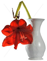 verwelkte Blume in der Vase