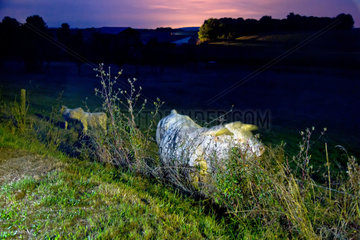 Craonelle  Frankreich  Rinder auf einer Weide in der Abenddaemmerung