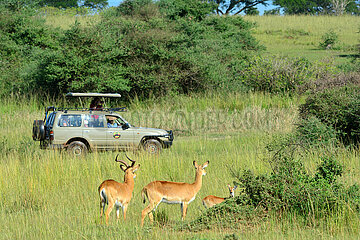 Uganda. Murchison Falls national park. 4x4 with impalas inside the park.