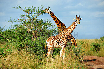 Uganda. Murchison Falls national park. Group of giraffes in the bush.