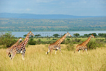 Uganda. Murchison Falls national park. Giraffes near the Nile river.
