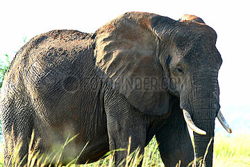 Uganda. Murchison Falls national park. Old elephant male in the bush.