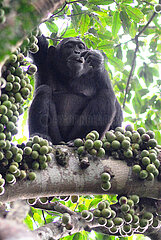 Uganda. Murchison Falls national park. Chimpanzee eating fruits in the Budongo forest.