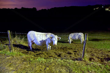 Craonelle  Frankreich  Rinder auf einer Weide in der Abenddaemmerung