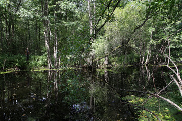 Domsarycy  Weissrussland  der Fluss Bjarezina im gleichnamigen Naturschutzgebiet