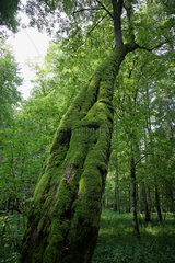 Bialowieza  Polen  mit moosbewachsener Baum im Nationalpark Bialowieza