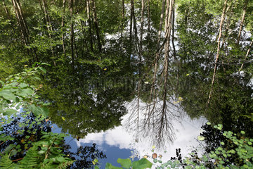 Domsarycy  Weissrussland  der Fluss Bjarezina im gleichnamigen Naturschutzgebiet