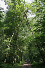 Bialowieza  Polen  Weg durch den Urwald des Nationalparks Bialowieza