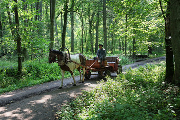 Bialowieza  Polen  Weg durch den Urwald des Nationalparks Bialowieza