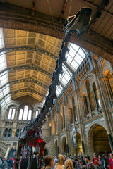 London  Grossbritannien  Natural History Museum