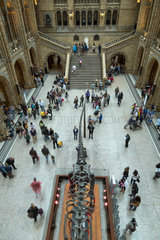 London  Grossbritannien  Natural History Museum
