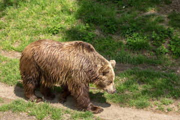 Breslau  Polen  Braunbaer im Zoo Wroclaw