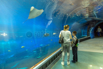 Breslau  Polen  Aquarium von unten im Afrykarium im Zoo Wroclaw