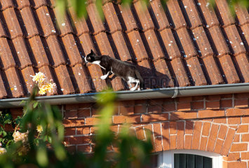 Ruehstaedt  Deutschland  ein junge Katze erkundet ein Dach