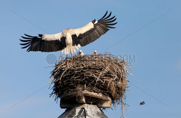 Ruehstaedt  Deutschland  ein Storch kehrt mit Futter fuer die Jungtiere zurueck zum Nest