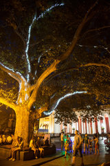 Odessa  Ukraine  Lichtinstallation an einem Baum
