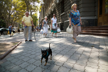 Odessa  Ukraine  Rentner geht mit seinem kleinen Hund Gassi