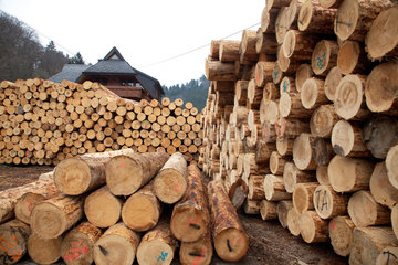 Buchenbach  Deutschland  Baumstaemme beim Holzproduzenten Dold