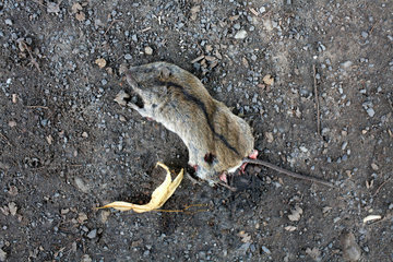 Plau am See  Deutschland  tote Maus auf Schotterweg