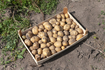 Ruehstaedt  Deutschland  Kartoffeln in einer Kiste auf dem Feld