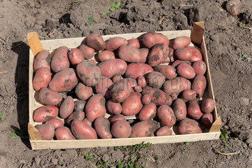 Ruehstaedt  Deutschland  geerntete roetliche Kartoffeln in einer Kiste auf dem Feld