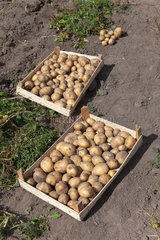 Ruehstaedt  Deutschland  Kartoffeln in Kisten auf dem Feld